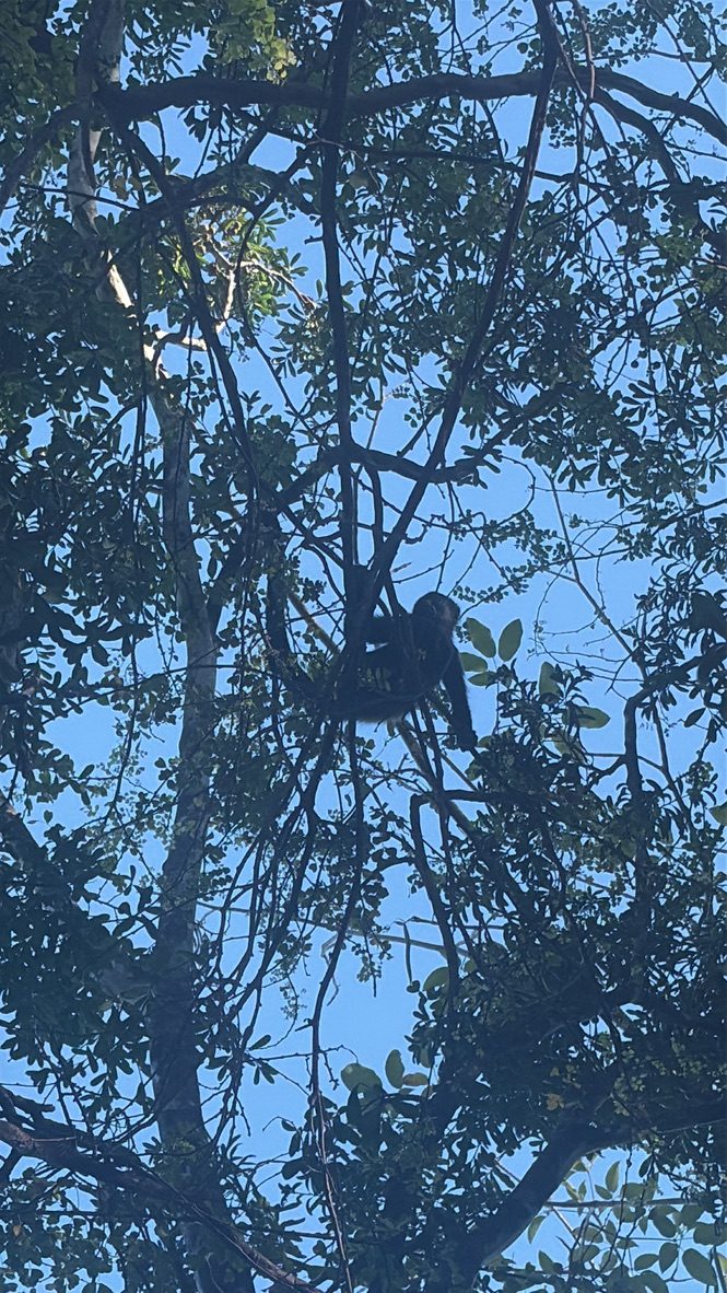 A howler monkey resting high in the canopy against a bright blue sky